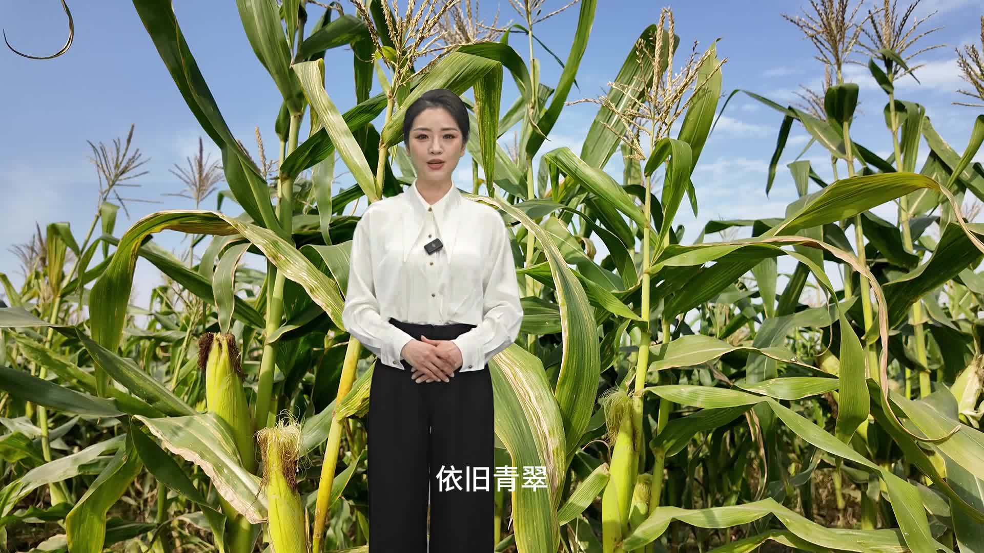 每年可以種三季，冬天成熟的玉米你見過嗎？