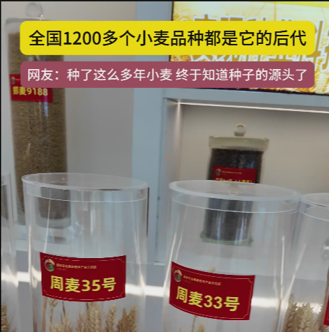 周口國家農(nóng)高區(qū)展示的種子資源，全國1200多個小麥品種都是它的后代!